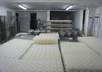 チーズ工場見学